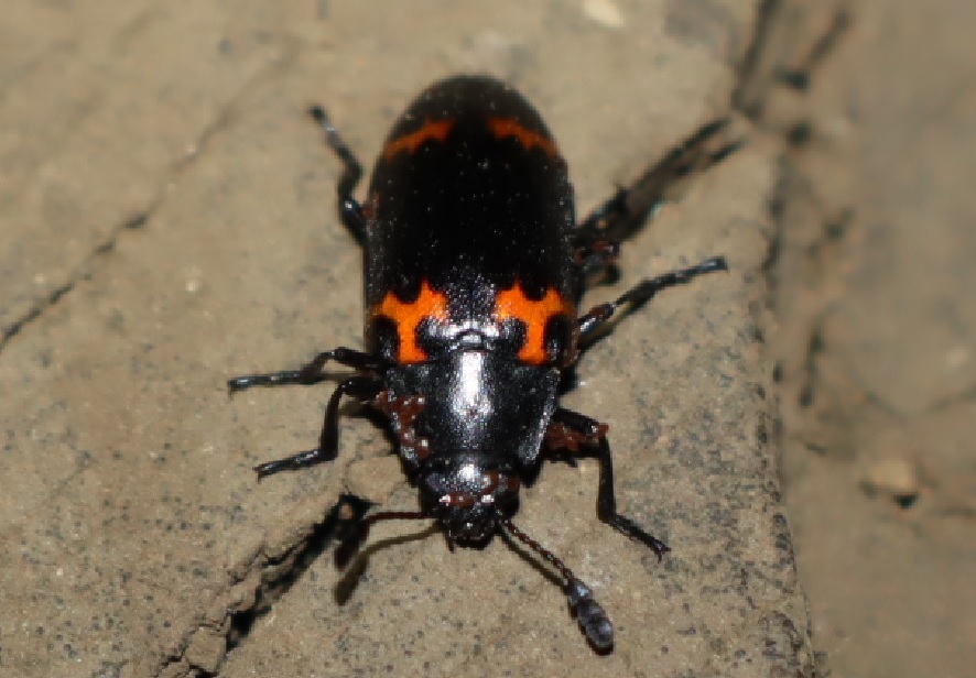 ヒメオビオオキノコ_カワラタケが生えた切り株の上_クワガタ達のオアシス _2023年5月6日19時25分気温22度